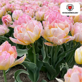 Bulbes de tulipes Password – 20 pièces | KH Bloembollen® | Tulipe rose à fleurs doubles – Pleine, douce et romantique – Pour jardin ou pot – Taille 11/12 – Frais du producteur