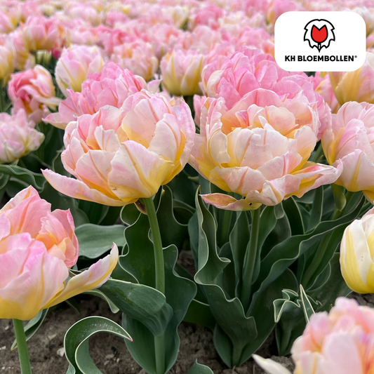 Tulpenbollen Password – 20 Stuks | KH Bloembollen® | Roze Dubbelbloemige Tulp – Vol, Zacht & Romantisch – Voor Tuin of Pot – Maat 11/12 – Vers van de Teler