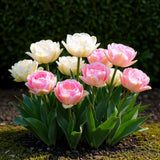 Green boutiQ - Bloembollen - Tulp Double Sensation - Kleur Wit en Roze - 12 stuks - Bolmaat 11/12 - XXL Pack