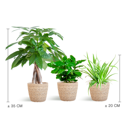 Diervriendelijke Plantenset - incl. Mand  - ↕35cm - Ø12cm