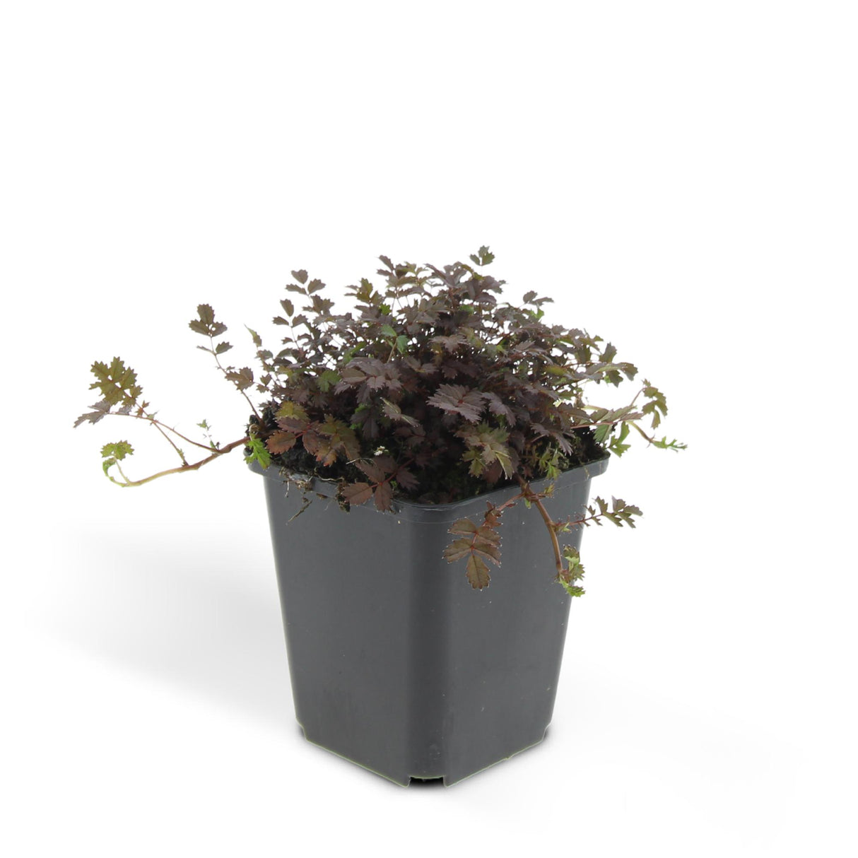 48x Acaena microphylla 'Kupferteppich' - ↕10-25cm - Ø9cm