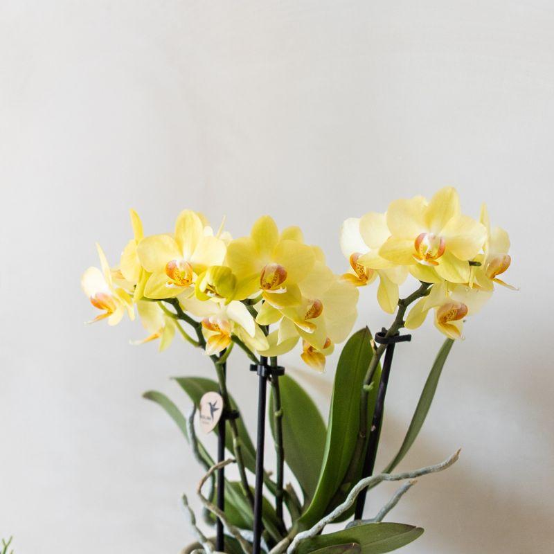 Kolibri Orchids | Gele orchidee Albenga + Floral sierpot lichtblauw - potmaat Ø9cm | bloeiende kamerplant - vers van de kweker