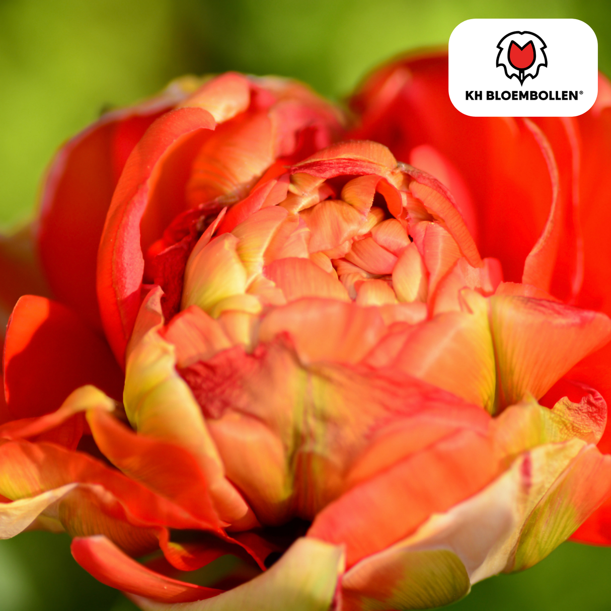 Tulpenbollen Gudoshnik Double – 20 Stuks | KH Bloembollen® | Geel, Oranje & Rode Dubbelbloemige Tulp – Pioenachtig & Kleurrijk – Voor Tuin of Pot – Maat 11/12 – Vers van de Teler