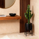 Green boutiQ - Kamerplant - Euphorbia eritrea - Afrikaanse melkboom - Weinig onderhoud - Groen - 2 - Pot 17cm - Hoogte 60cm