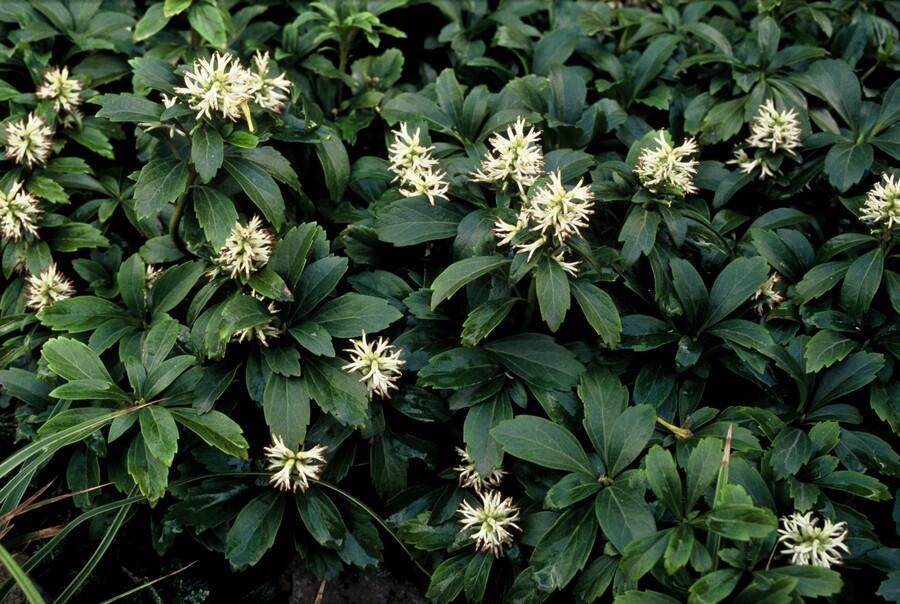 24x Pachysandra term. 'Green Sheen' - ↕10-25cm - Ø9cm
