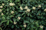 24x Pachysandra term. 'Green Sheen' - ↕10-25cm - Ø9cm