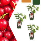3 x Biologische Kruisbessenplanten - ↕20 cm - Ø 13 cm