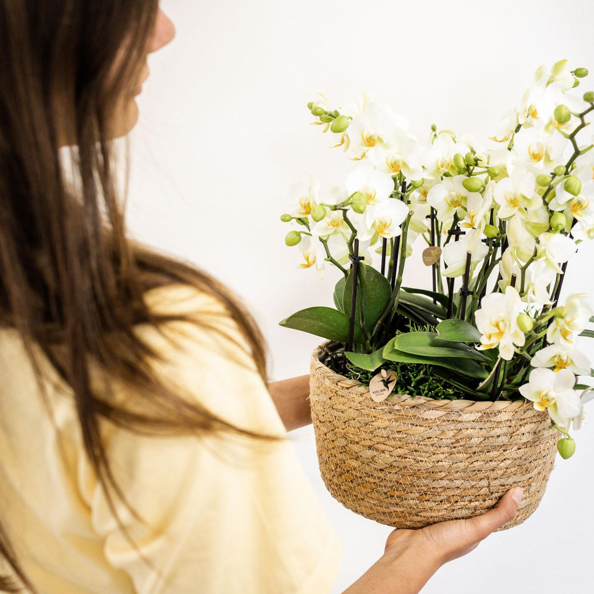 Kolibri Orchids | witte plantenset in Reed Basket incl. waterreservoir | drie witte orchideeën Lausanne 9cm en drie groene planten | Jungle Bouquet wit met zelfvoorzienend waterreservoir