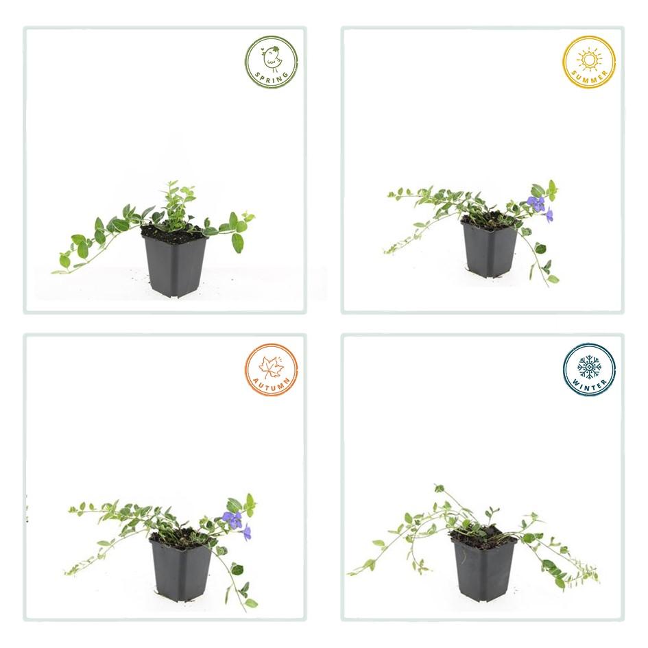 24x Vinca minor 'Ralph Shugert' - ↕10-25cm - Ø9cm