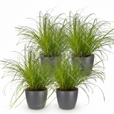 Cyperus alternifolius Zumula - Kattengras - Huisdiervriendelijke Plant - Groen - 4 Planten - met Potter Grijs - Pot 12cm - Hoogte 20cm