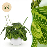 Maranta Fascinator Lemon Lime - Gebedsplant - Huisdiervriendelijke Plant - Groen - 4 Planten - met Potter Wit - Pot 12cm - Hoogte 25cm