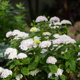 Green boutiQ - Tuinplant - Hydrangea Endles Summer The Bride - Hortensia - Winterhard - Wit - 2 Planten - Pot 14cm - Hoogte 20-25cm