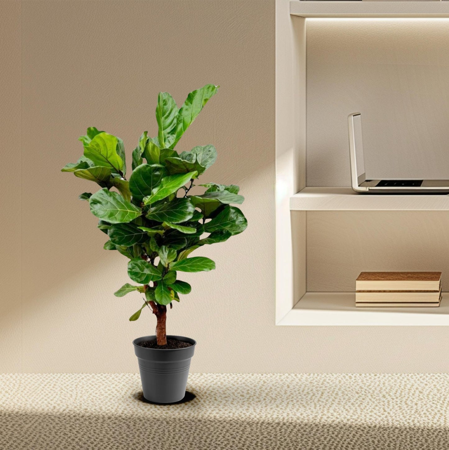 Ficus Lyrata vertakt - 140-160cm - ø 27-30cm