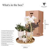 Kolibri Company | Gift set Luxury Living | Plantenset met witte Phalaenopsis Orchidee en Succulenten incl. keramieken sierpotten