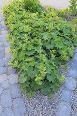 48x Alchemilla mollis - ↕10-25cm - Ø9cm