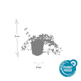 24x Vinca minor 'Gertrude Jekyll' - ↕10-25cm - Ø9cm