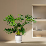 Philodendron Selloum - 100 cm - Ø27