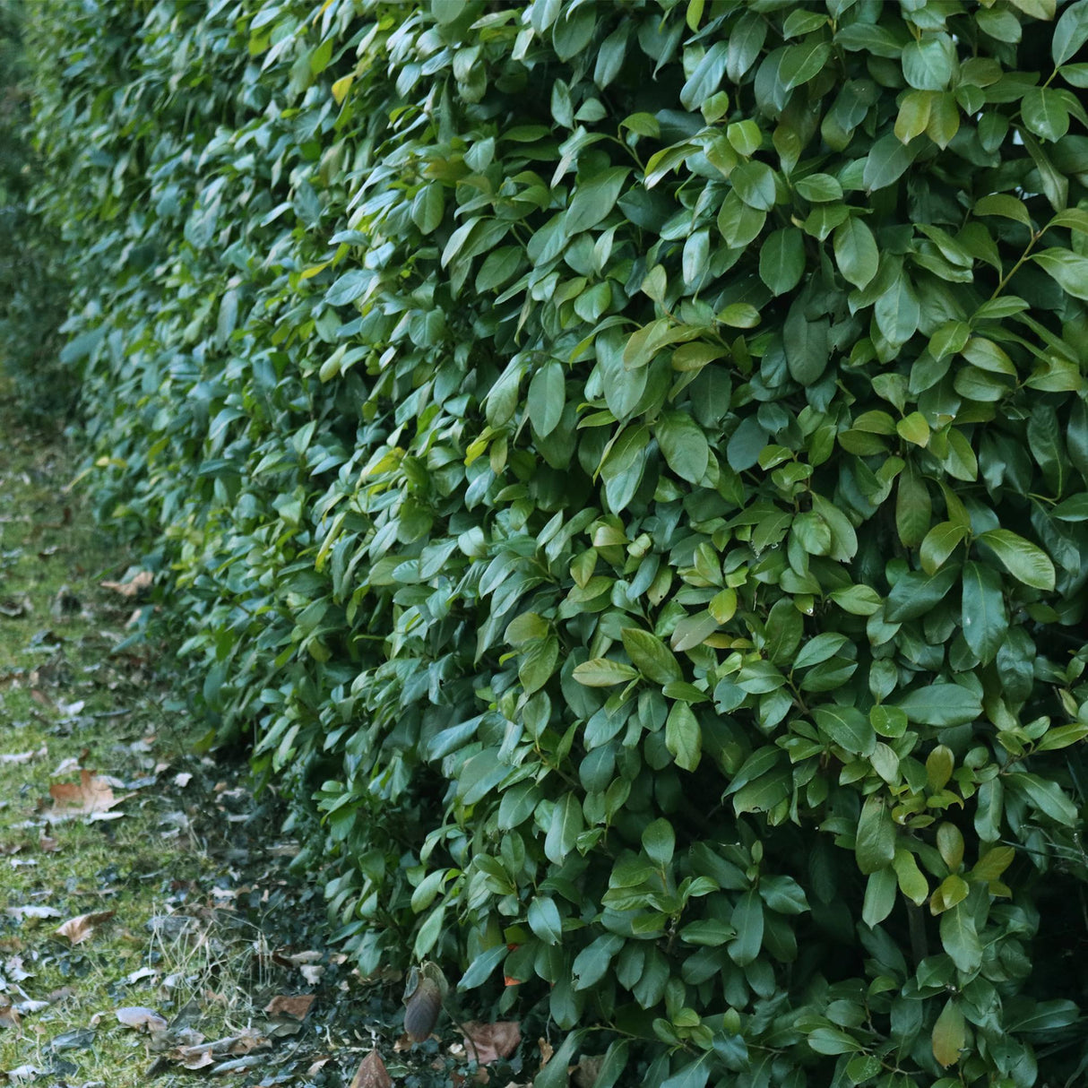 Green boutiQ - Haagplanten - Prunus laurocerasus Etna - blad groen - 6 planten - 1 strekkende meter - groenblijvend - pot 17cm hoogte 50cm