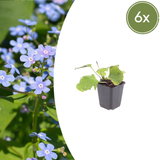 6x Brunnera macrophylla - ↕10-25cm - Ø9cm