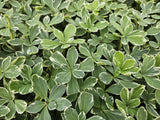 60x Pachysandra term. 'Variegata' - ↕10-25cm - Ø9cm