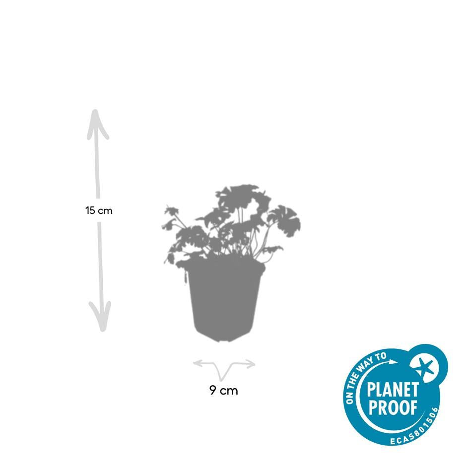 40x Geranium sang. 'Album' - ↕10-25cm - Ø9cm