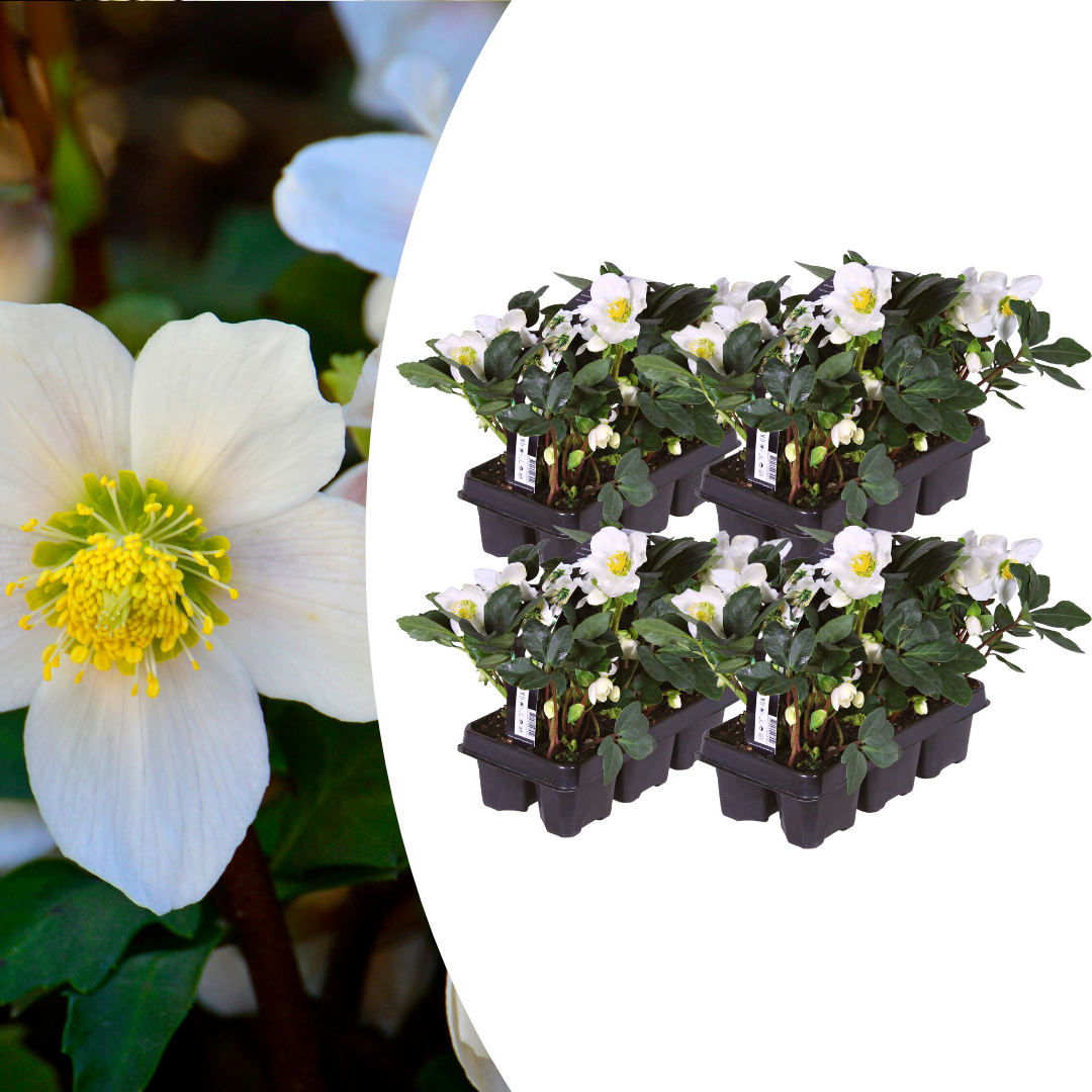Helleborus niger ‘Christmas Carol’ – Set van 24 Kerstrozen (4 x Sixpack)