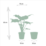 Alocasia Cucullata - Ø19cm - ↕60cm + Alocasia Lauterbachiana - Ø19cm - ↕75cm + Mand Selin