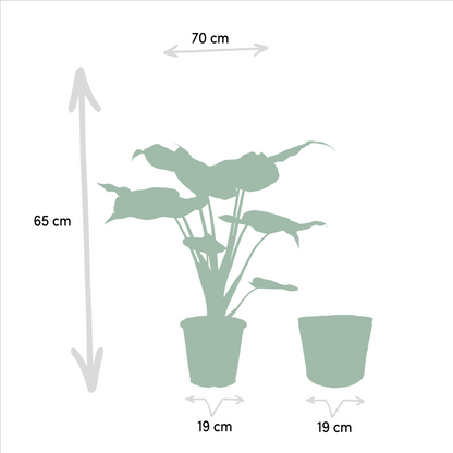 Alocasia Cucullata - Ø19cm - ↕60cm + Alocasia Lauterbachiana - Ø19cm - ↕75cm + Mand Selin