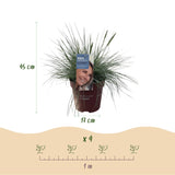 Siergrassen - Festuca glauca Intense Blue  - Blauw - 4 Planten - Bladhoudend - Weinig Onderhoud - Pot 17cm Hoogte 50cm