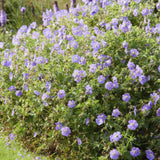 20x Geranium Rozanne - ↕10-25cm - Ø9cm