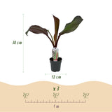 Green boutiQ - Plante fruitière - Plante de bananier - Ensete ventricosum Maurelli - Rustique - 6 plantes - Pot 12cm Hauteur 30cm