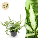 Pteris cretica Albolineata - Lintvaren - Huisdiervriendelijke Plant - Groen - 2 Planten - met Potter Grijs - Pot 12cm - Hoogte 20cm