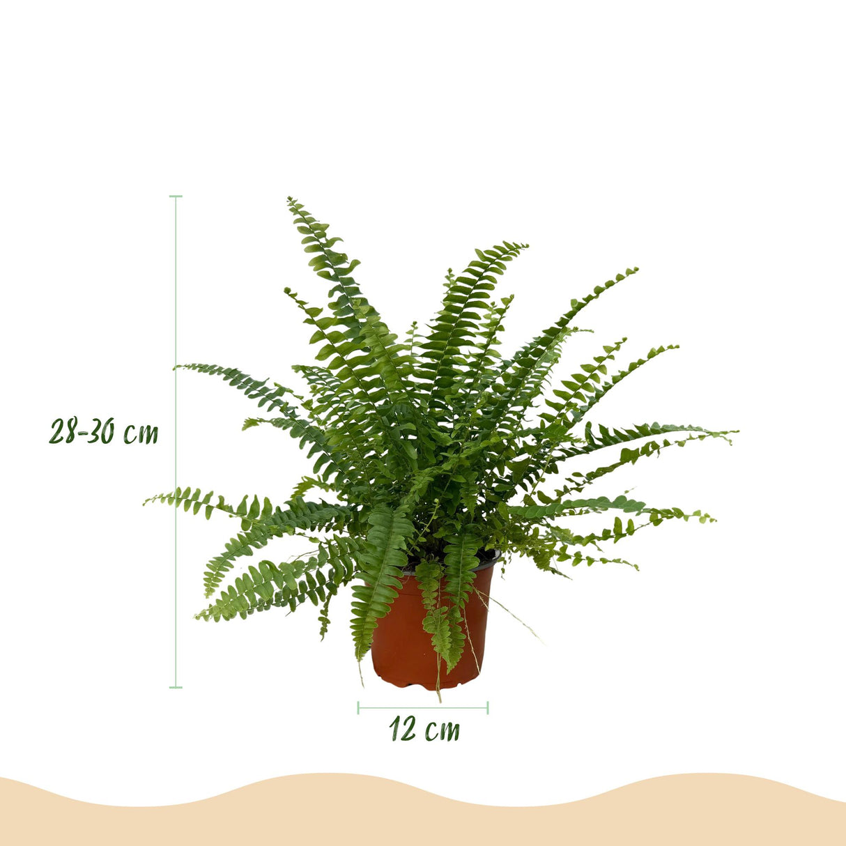 Nephrolepsis exaltata Green Lady - Varen - Huisdiervriendelijke Plant - Groen - 4 Planten - met Potter Wit - Pot 12cm - Hoogte 25cm