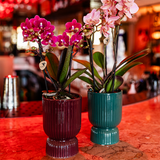 Kolibri Orchids | Paarse phalaenopsis orchidee potmaat Ø9cm | Chamonix | bloeiende kamerplant - vers van de kweker