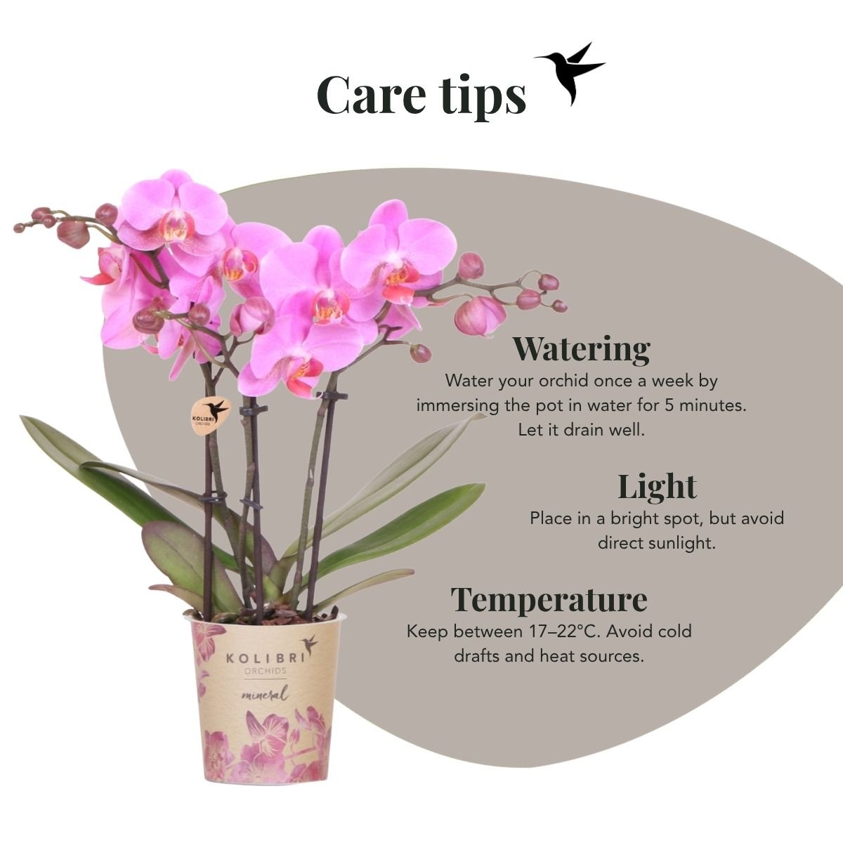 Kolibri Orchids | Gift Set Allure Paars - Roze-Paarse Phalaenopsis Orchidee Mineral Frederikstad & Succulent