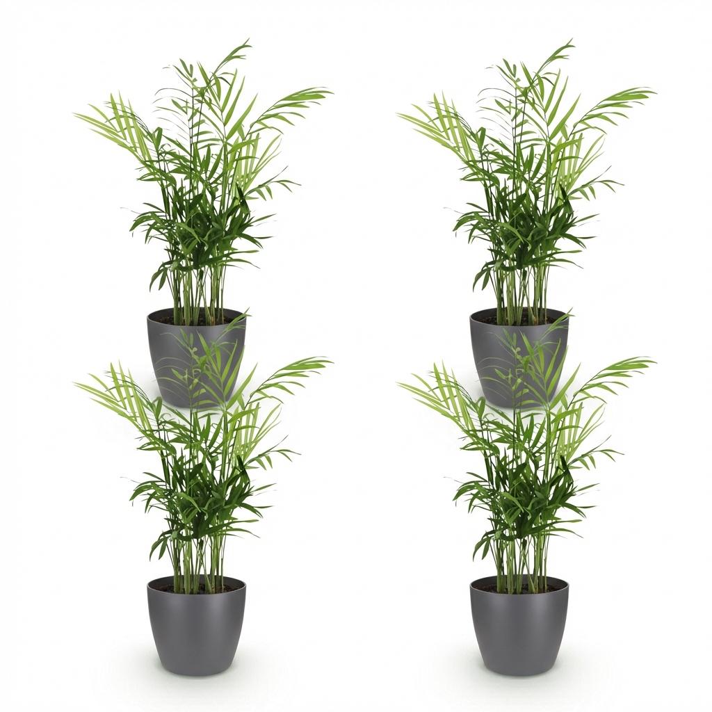 Chamaedorea elegans - Goudpalm - Huisdiervriendelijke Plant - Groen - 4 Planten - met Potter Grijs - Pot 12cm - Hoogte 15cm
