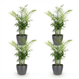 Chamaedorea elegans - Goudpalm - Huisdiervriendelijke Plant - Groen - 4 Planten - met Potter Grijs - Pot 12cm - Hoogte 15cm