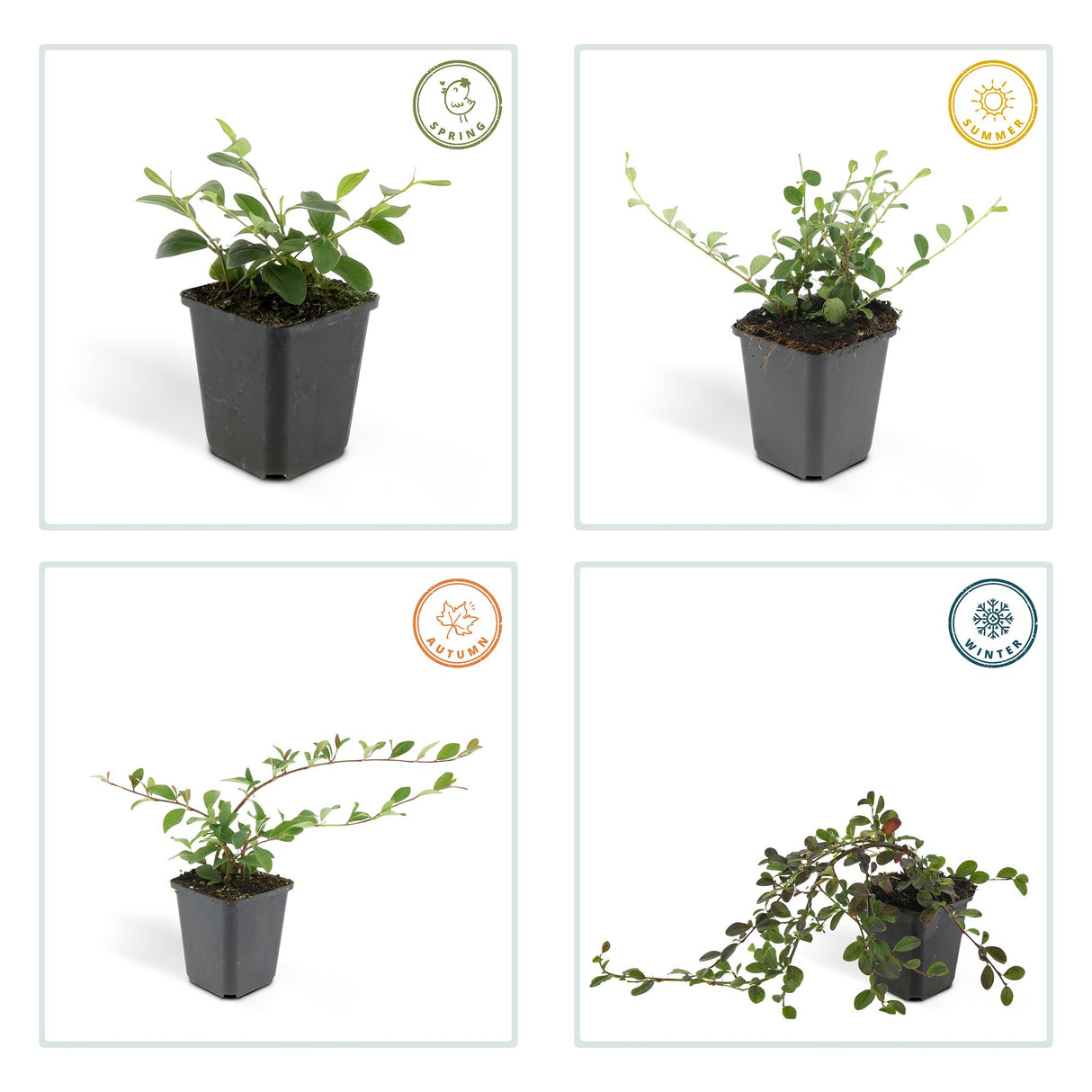 24x Cotoneaster dammeri - ↕10-25cm - Ø9cm