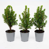 3x Mini-kerstboom - ↑15-20 cm - Ø 6 cm Picea Glauca Perfecta