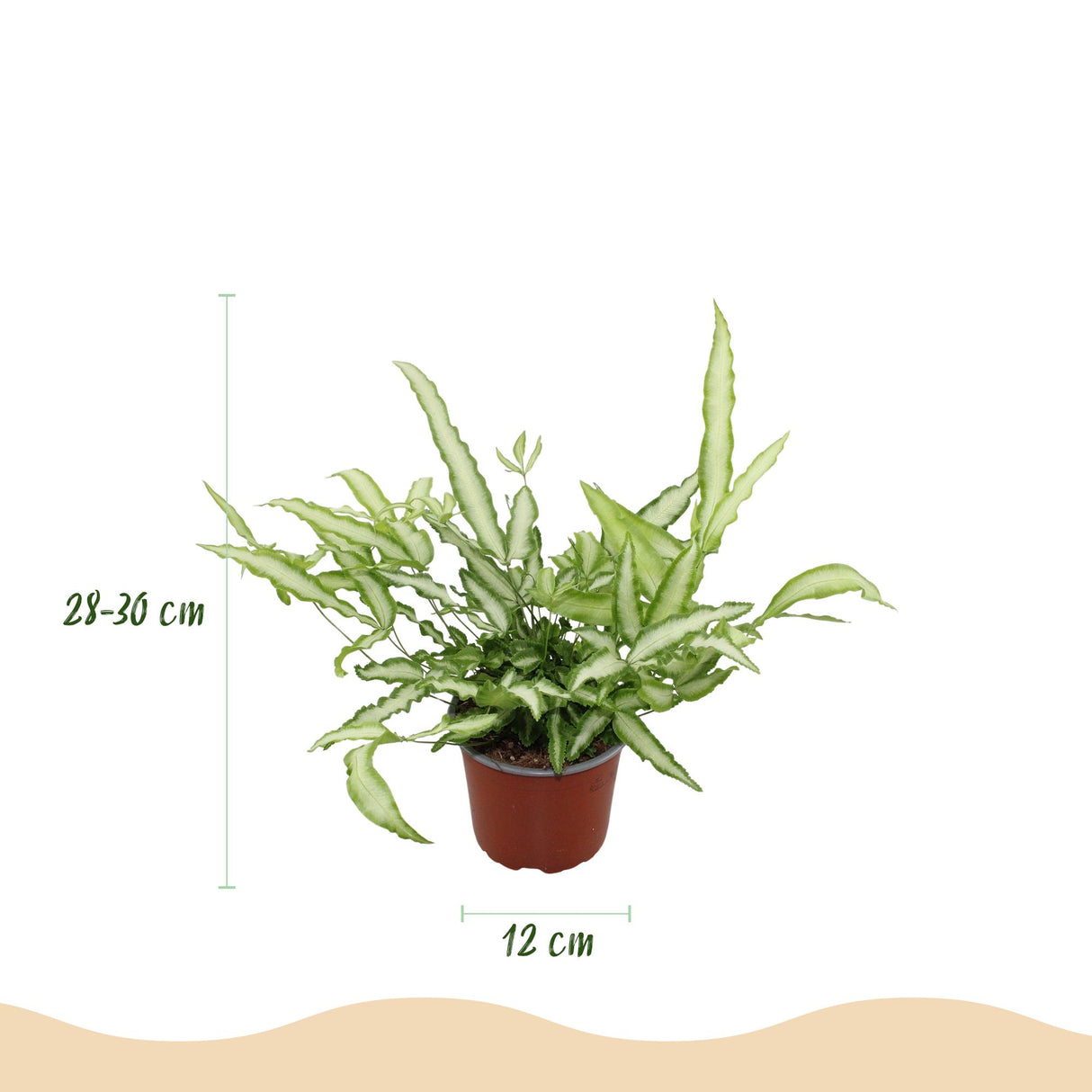 Pteris cretica Albolineata - Lintvaren - Huisdiervriendelijke Plant - Groen - 4 Planten - met Potter Grijs - Pot 12cm - Hoogte 20cm