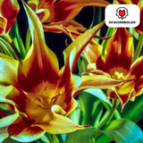 Tulpenbollen Fire Wings – 20 Stuks | KH Bloembollen® | Rood-Geel Gevlamde Tulp – Vurig & Opvallend – Voor Tuin of Pot – Maat 11/12 – Vers van de Teler