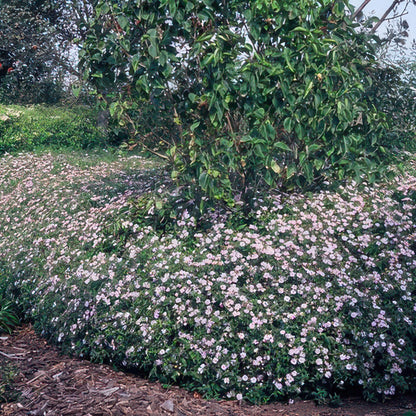 24x Aster ageratoides 'Asran' - ↕10-25cm - Ø9cm
