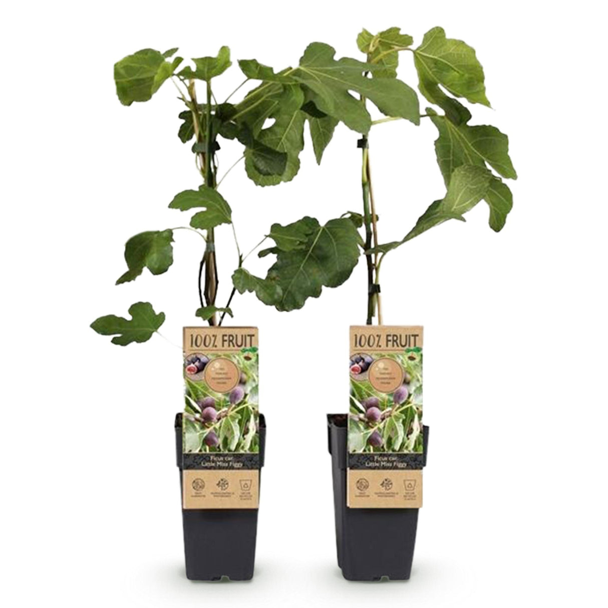 Green boutiQ - Fruitplant - Vijgenboom - Ficus caria Little mis Figgy - Rode Vrucht - 2 planten - Pot 15cm Hoogte 50cm