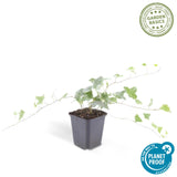 48x Hedera helix 'Glacier' - ↕10-25cm - Ø9cm