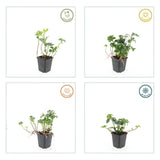 24x Pachysandra term. 'Green Sheen' - ↕10-25cm - Ø9cm