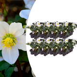 Helleborus niger ‘Christmas Carol’ – Set van 48 Kerstrozen (8 x Sixpack)