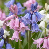160x Hyacinthoides Hispanica mix - Spaanse boshyacint mix - Diversen - Verwilderingsbol - Bolmaat 7/8