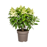 Hydrangea Paniculata Weiß Ø24cm - ↕70cm - Ø80cm
