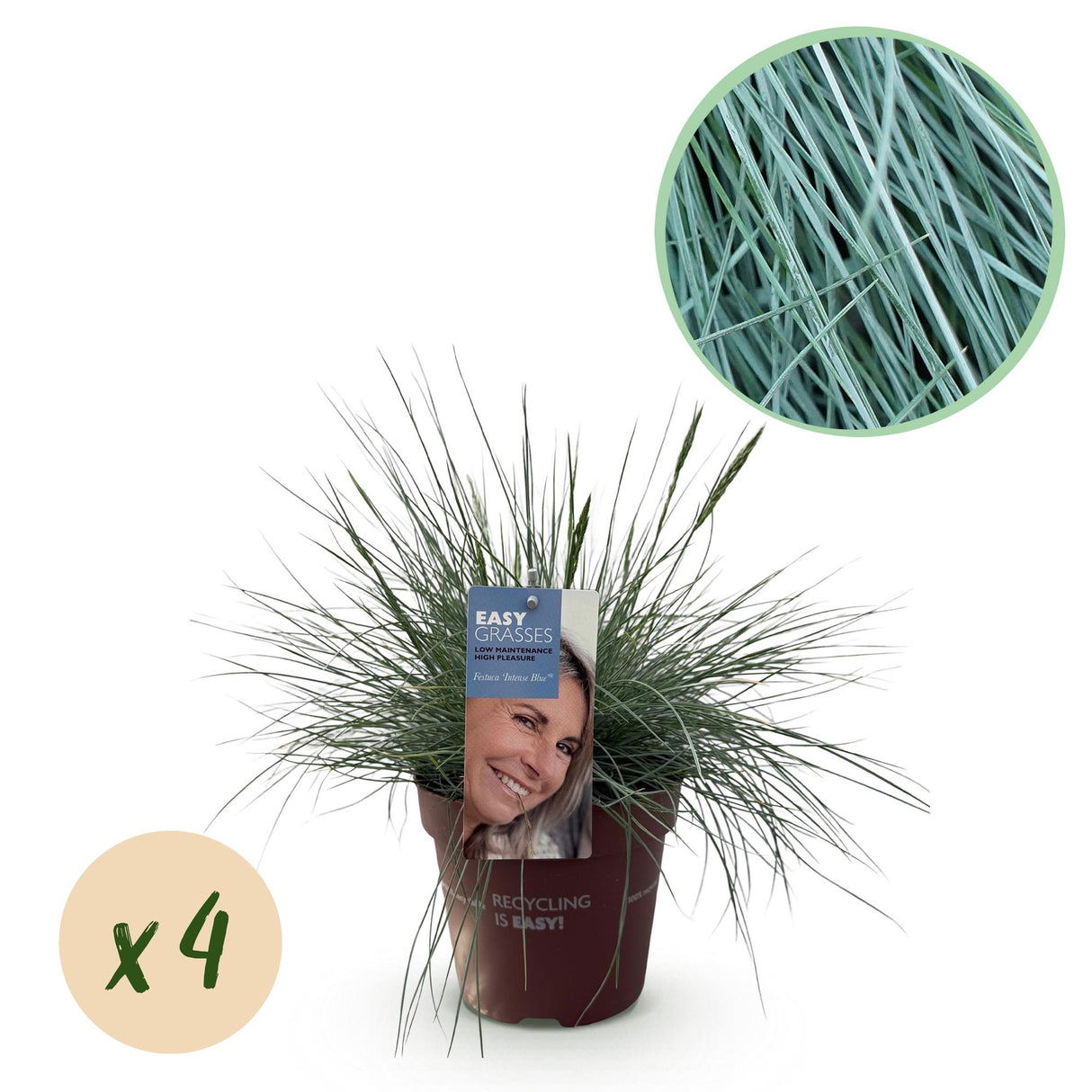 Siergrassen - Festuca glauca Intense Blue  - Blauw - 4 Planten - Bladhoudend - Weinig Onderhoud - Pot 17cm Hoogte 50cm