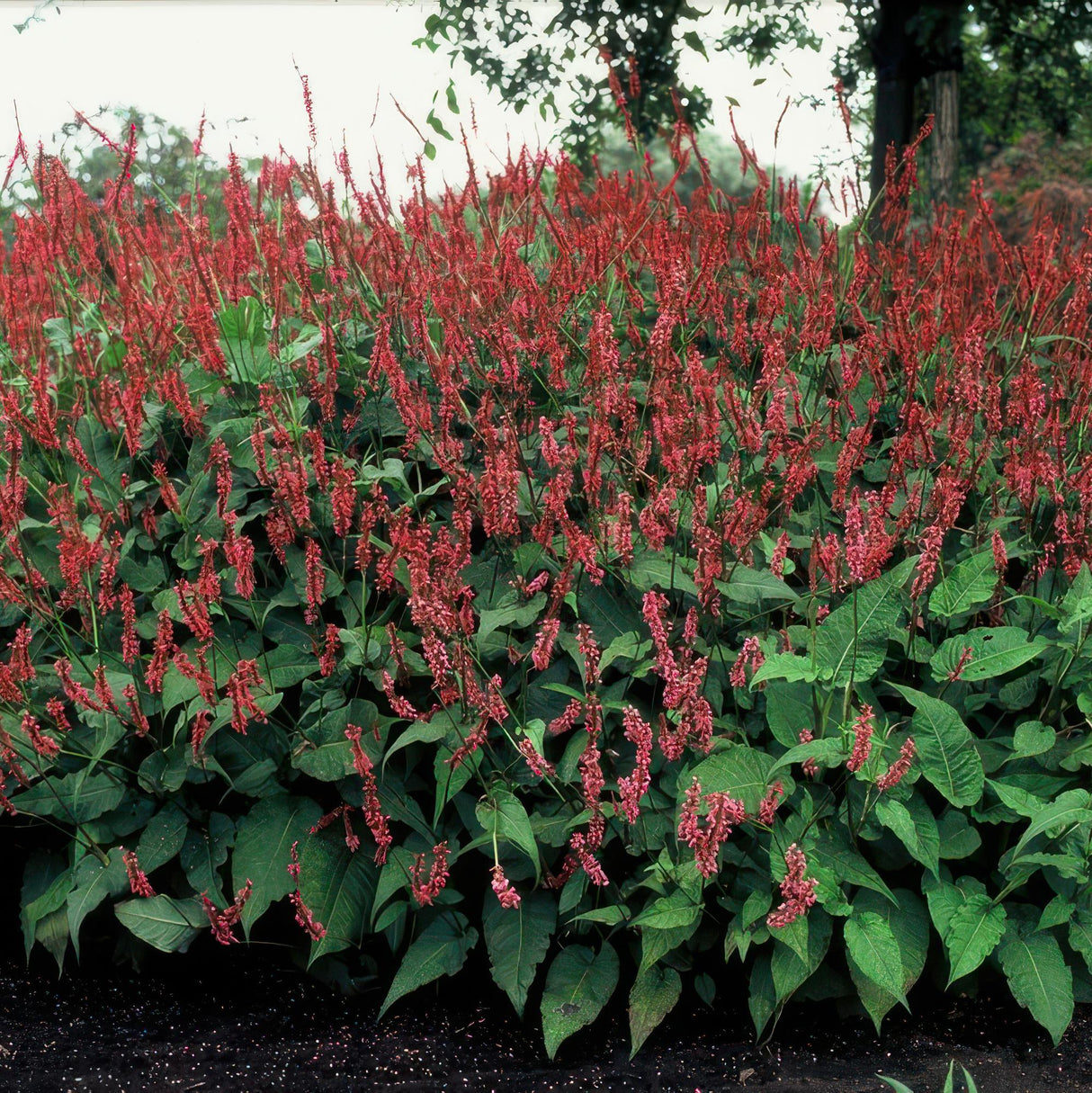 24x Persicaria amplexicaulis - ↕10-25cm - Ø9cm